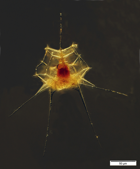 Lophospyris pentagona Lophospyris pentagona