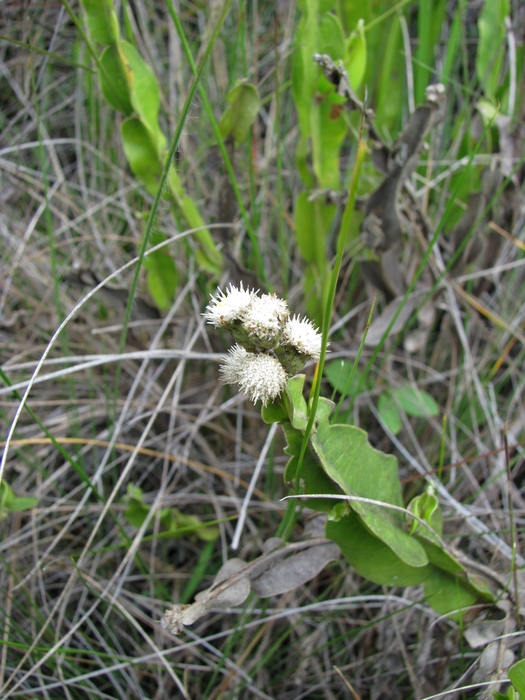 Baccharis altimontana G.Heiden, Baumgratz & R.Esteves