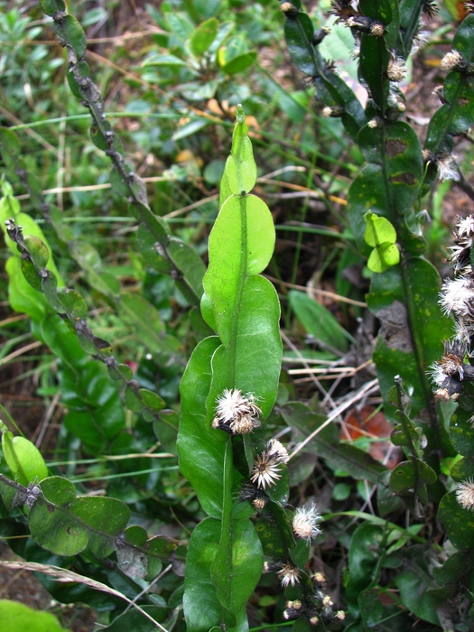 Baccharis altimontana G.Heiden, Baumgratz & R.Esteves