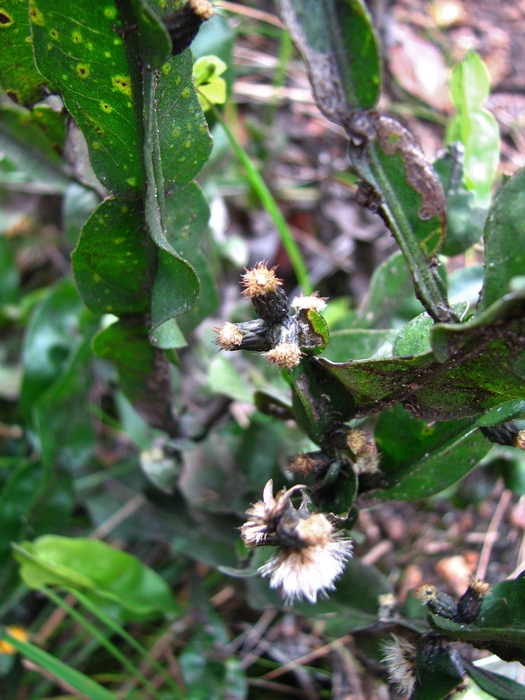 Baccharis altimontana G.Heiden, Baumgratz & R.Esteves