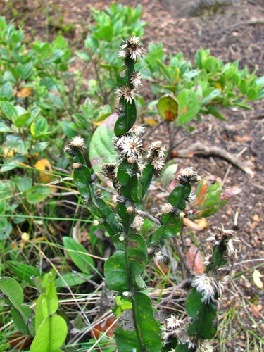 Baccharis altimontana G.Heiden, Baumgratz & R.Esteves