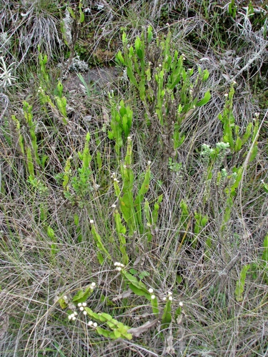 Baccharis altimontana G.Heiden, Baumgratz & R.Esteves