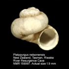 Platypyrgus nelsonensis
