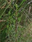 Baccharis tenuicapitulata Joch.Müll.