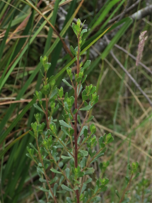 Baccharis tenuicapitulata Joch.Müll. Baccharis tenuicapitulata Joch.Müll.