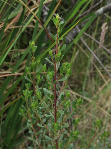 Baccharis tenuicapitulata Joch.Müll.