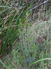 Baccharis tenuicapitulata Joch.Müll.