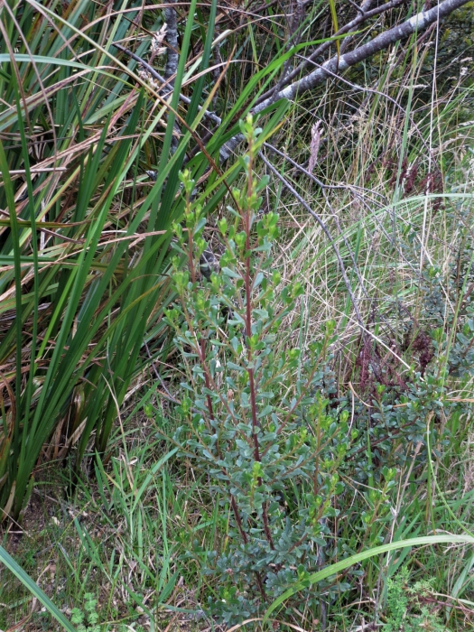 Baccharis tenuicapitulata Joch.Müll. Baccharis tenuicapitulata Joch.Müll.