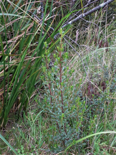 Baccharis tenuicapitulata Joch.Müll.