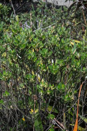 Baccharis schomburgkii Baker