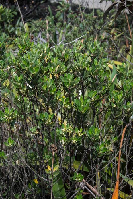 Baccharis schomburgkii Baker Baccharis schomburgkii Baker