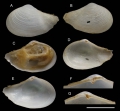 Mollusca (molluscs)