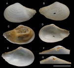 Myonera atlasiana Utrilla, Rueda & Salas, 2020, holotype from Gazul Mud Volcano, Gulf of Cádiz, 390 m (actual size 19 mm)
