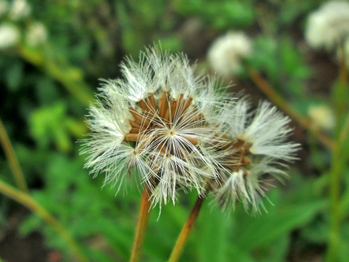 Baccharis pohlii (Baker) Deble & A.S.Oliveira