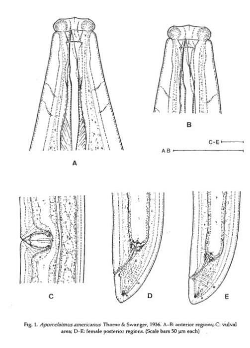 Aporcelaimus americanus Aporcelaimus americanus