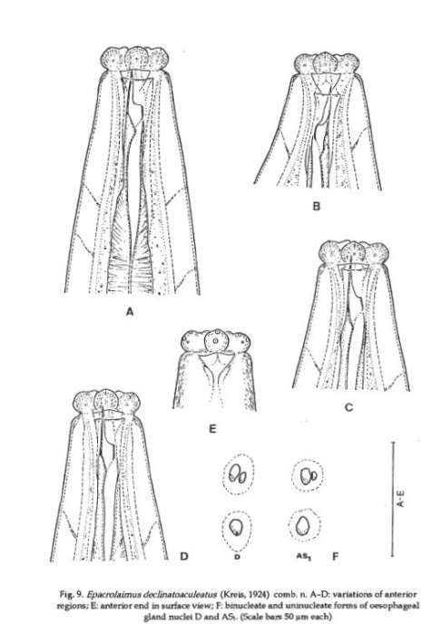 Epacrolaimus declinatoaculeatus Epacrolaimus declinatoaculeatus