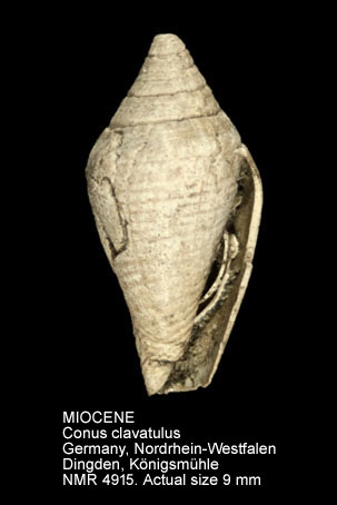 Conus clavatulus