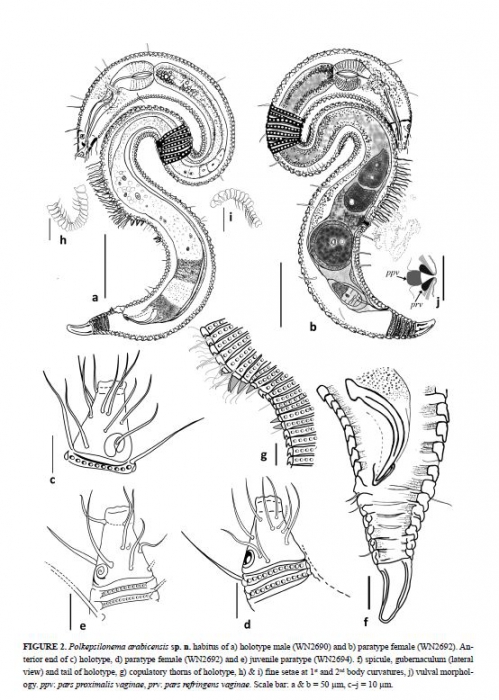 Polkepsilonema arabicensis Polkepsilonema arabicensis