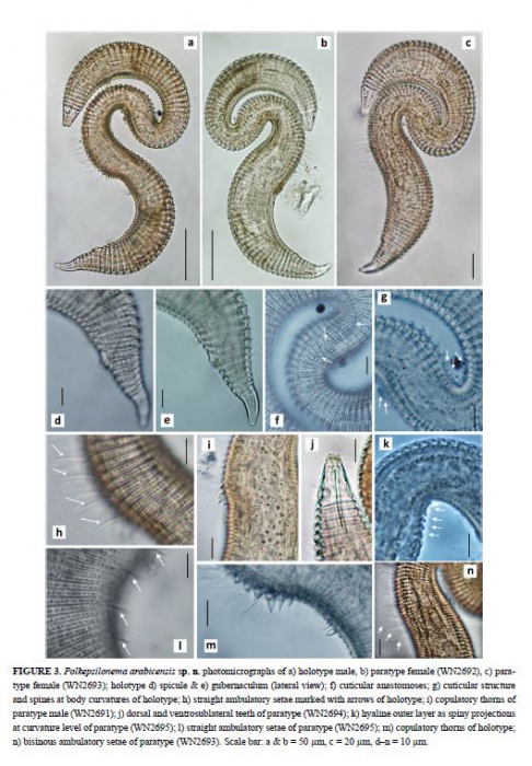 Polkepsilonema arabicensis Polkepsilonema arabicensis