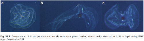 Lampocteis_sp_Lindsayetal2015_Fig51.9