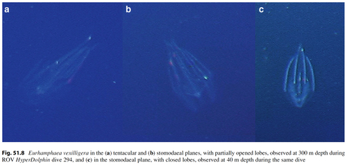 Eurhamphaea_vexilligera_fromLindsayetal2015Fig51.8