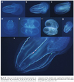 Ctenophora (sea gooseberries)