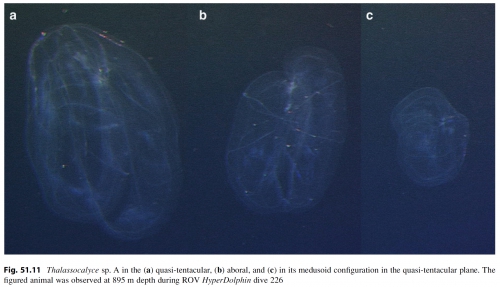 Thalassocalyce_sp_Lindsayetal2015_Fig51.11