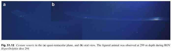 Cestum_veneris_Lindsayetal2015_Fig51.12 Cestum_veneris_Lindsayetal2015_Fig51.12