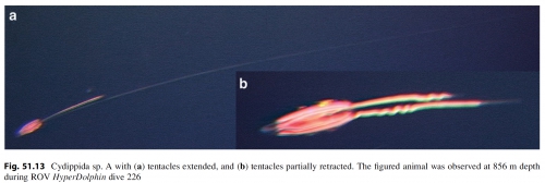 Cydippida_sp_Lindsayetal2015_Fig51.13_HornedCydippid