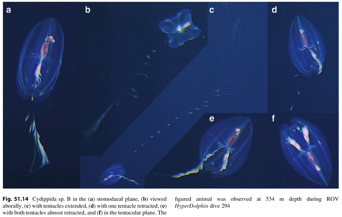 Cydippida_spB_Lindsayetal2015_Fig51.14