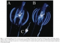 Ctenophora (sea gooseberries)