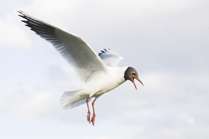 Black-headed gull - Larus ridibundus Black-headed gull - Larus ridibundus