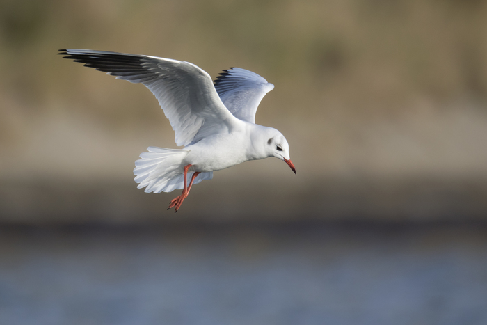 Black-headed gull - Larus ridibundus Black-headed gull - Larus ridibundus
