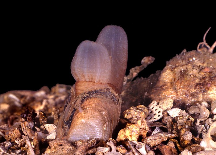 Solecurtus philippinarum