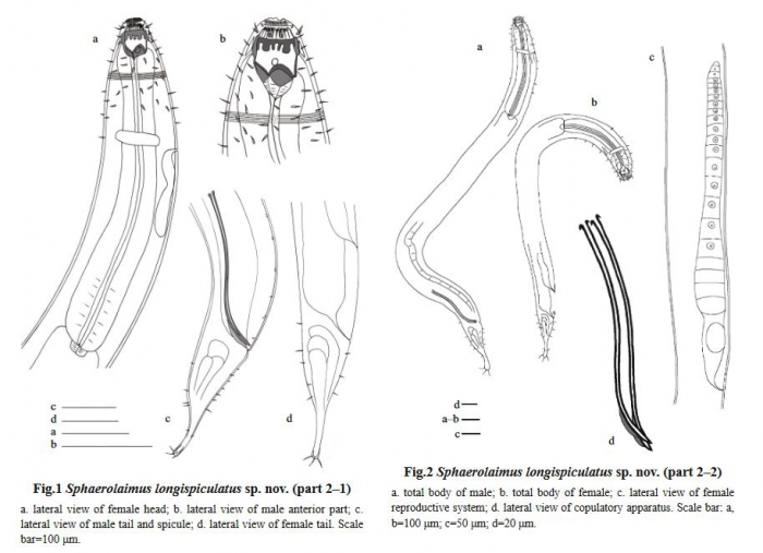 Sphaerolaimus longispiculatus