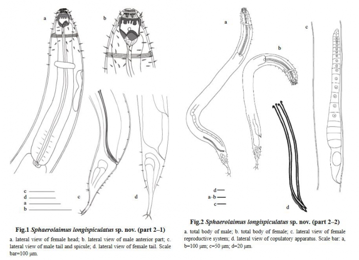 Sphaerolaimus longispiculatus Sphaerolaimus longispiculatus