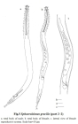 Sphaerolaimus gracilis