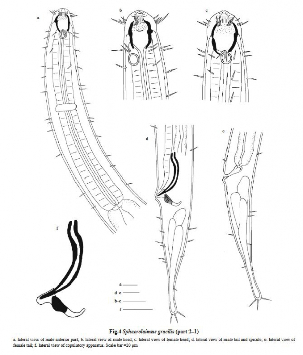 Sphaerolaimus gracilis