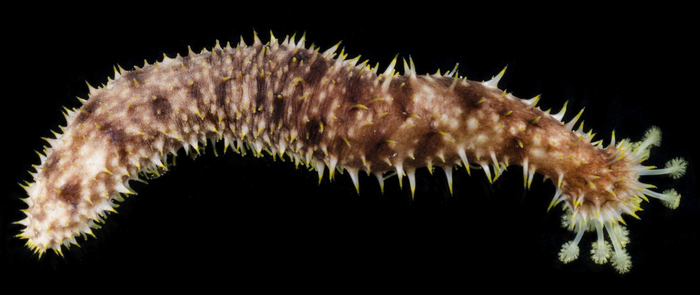 Holothuria verrucosa