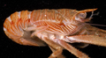 Crustacea (crustaceans)