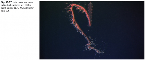 Marrus_orthocanna_Lindsayetal2015_Fig51.17