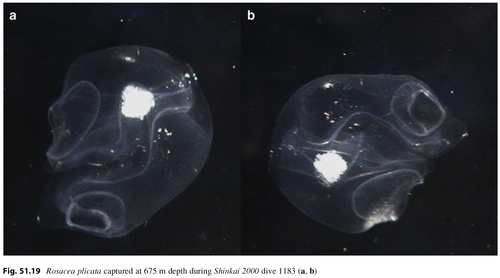 Rosacea_plicata_Lindsayetal2015_Fig51.19