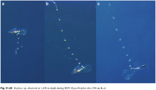 Kephyes_sp_Lindsayetal2015_Fig51.20