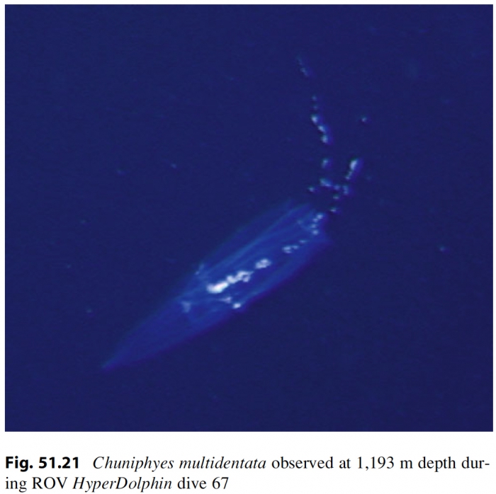 Chuniphyes_multidentata_Lindsayetal2015_Fig51.21 Chuniphyes_multidentata_Lindsayetal2015_Fig51.21