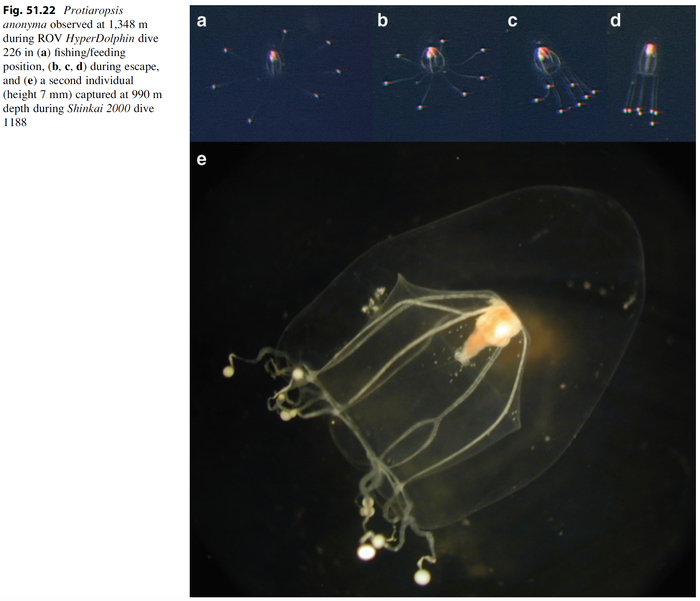 Protiaropsis_anonyma_Lindsayetal2015_Fig51.22 Protiaropsis_anonyma_Lindsayetal2015_Fig51.22