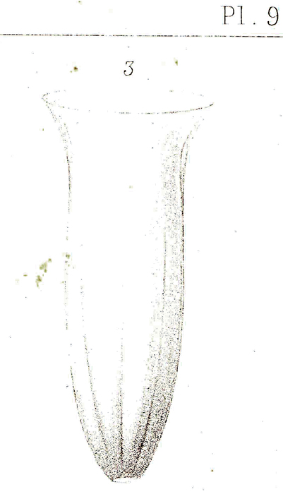 Amphorides quadrilineata originally described as Tintinnus quadrilineata Amphorides quadrilineata originally described as Tintinnus quadrilineata