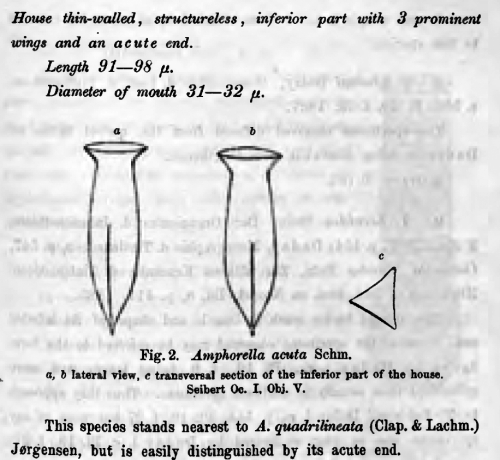 Amphorellopsis acuta was originally described by Schmidt in 1902 as Amphorella acuta