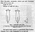 Amphorellopsis acuta was originally described by Schmidt in 1902 as Amphorella acuta