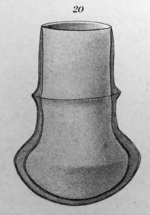 Amplectella monocollaria orginally described by Laackmann as Undella collaria