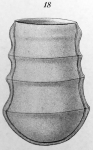 Laackmann (1910) originally described Amplectella tricollaria as Undella tricollaria